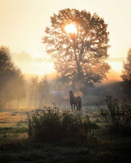 autumn image